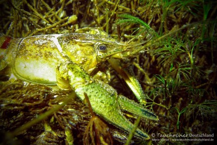 2014_11_17_Werbellinsee_106