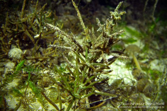 2014_11_17_Werbellinsee_107