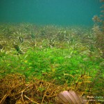 Makrophytenpracht, Tauchen im Werbellinsee, Tauchen in Brandenburg