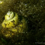 Grubensee Sumpfdeckelschnecke