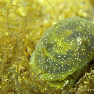 Ohrschlammschnecke mit Spinne/Milbe?