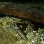 Kamberkrebs, Amerikanischer Flusskrebs, Tauchen im Grubensee, Tauchen in Deutschland