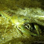 Kamberkrebs, Amerikanischer Flusskrebs, Tauchen im Grubensee, auchen in Deutschland