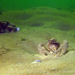 Kamberkrebs, Amerikanischer Flusskrebs, Tauchen im Kalksee, Tauchen in Deutschland