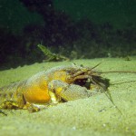 Kamberkrebs, Amerikanischer Flusskrebs, Tauchen im Kalksee, Tauchen in Deutschland