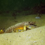 Kamberkrebs, Amerikanischer Flusskrebs, Tauchen im Kalksee, Tauchen in Deutschland