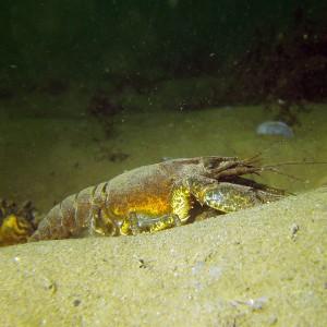 Amerikanischer Flußkrebs