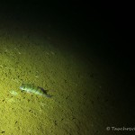 Helenesee Südufer Flußbarsch, Tauchen im Helenesee, Tauchen in Brandenburg