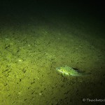 Helenesee Südufer Kaulbarsch, Tauchen im Helenesee, Tauchen in Brandenburg