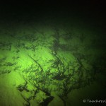 Helenesee Südufer, Tauchen im Helenesee, Tauchen in Brandenburg