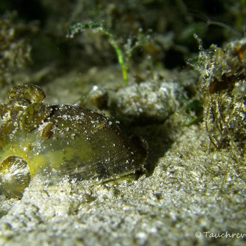 Schlammschnecke Tauchrevier Deutschland