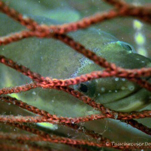 Aal im Fischernetz
