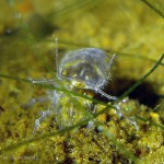 Wasserasseln in Präkopula-Phase, Wasserassel (Asellus aquaticus), Tauchen in Deutschland