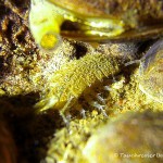 Wasserassel (Asellus aquaticus), Tauchen in Deutschland