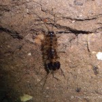 Wasserassel (Asellus aquaticus), Tauchen in Deutschland