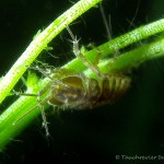 Wasserassel (Asellus aquaticus), Tauchen in Deutschland