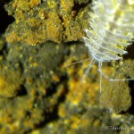 Kopf einer Wasserassel, Wasserassel (Asellus aquaticus), Tauchen in Deutschland