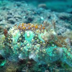 Nacktschnecke, Nudibranch