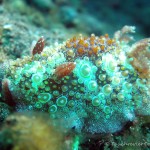 Nacktschnecke, Nudibranch