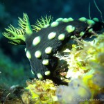Nacktschnecke, Nudibranch