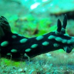 Nacktschnecke, Nudibranch