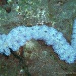 Nacktschnecke, Nudibranch