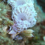 Nacktschnecke, Nudibranch