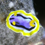 Nacktschnecke, Nudibranch
