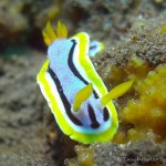 Nacktschnecke, Nudibranch