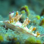 Nacktschnecke, Nudibranch