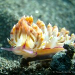 Nacktschnecke, Nudibranch