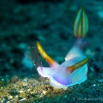 Nacktschnecke, Nudibranch
