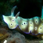 Nacktschnecke, Nudibranch