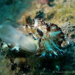 Nacktschnecke, Nudibranch