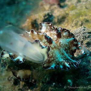 Nacktschnecke, Nudibranch
