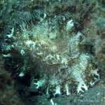 Nacktschnecke, Nudibranch