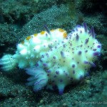 Nacktschnecke, Nudibranch