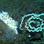 Nacktschnecke, Nudibranch