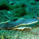 Nacktschnecke, Nudibranch
