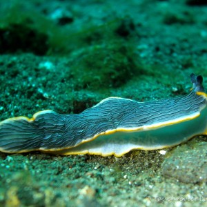 Nacktschnecke, Nudibranch