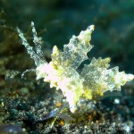 Nacktschnecke, Nudibranch