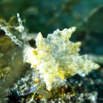 Nacktschnecke, Nudibranch