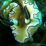 Nacktschnecke, Nudibranch