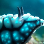 Nacktschnecke, Nudibranch