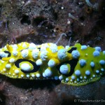 Nacktschnecke, Nudibranch