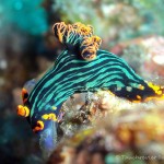 Nacktschnecke, Nudibranch