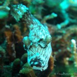 Nacktschnecke, Nudibranch