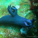 Nacktschnecke, Nudibranch