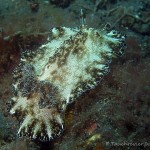 Nacktschnecke, Nudibranch