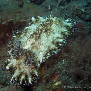Nacktschnecke, Nudibranch